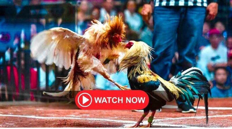 Exploring the World of Sabong: The Traditional Art of Cockfighting